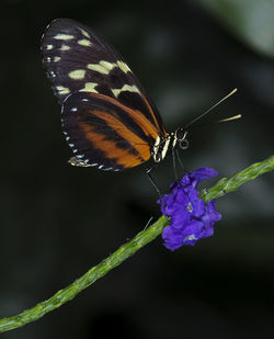 Photo of a tiger longwing butterfly of the nymphalidae family.