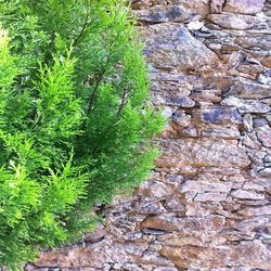 Plants growing on tree