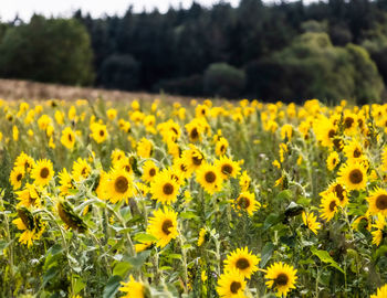 Scenic view of sunflower field