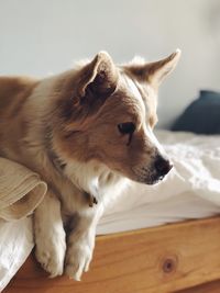 Close-up of a dog looking away