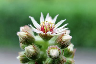 Close-up of flower blooming outdoors