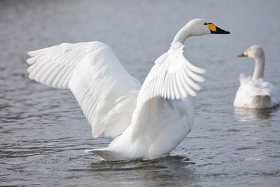 Close-up of swans in water