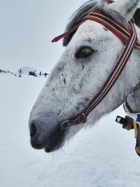 Close-up of a horse