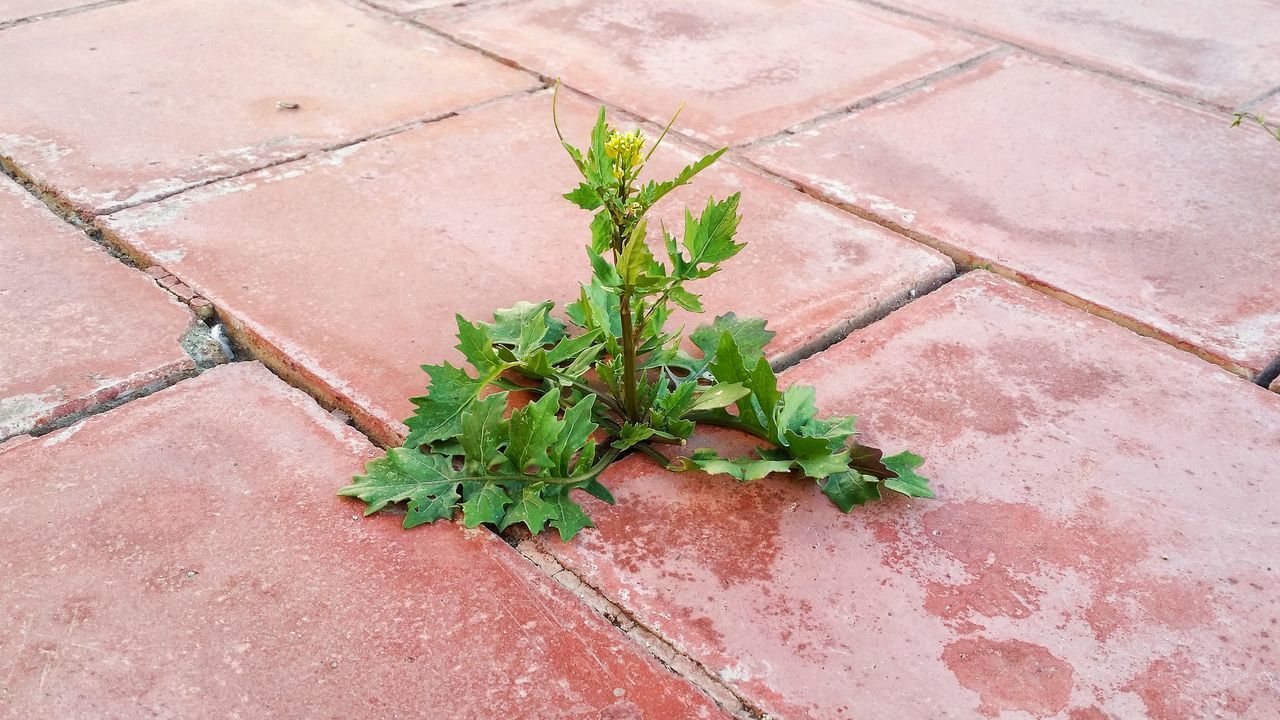 HIGH ANGLE VIEW OF PLANT GROWING ON SIDEWALK