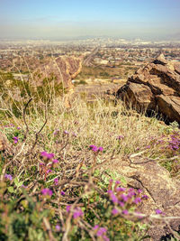 Scenic view of flowering plants on land against sky