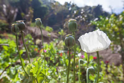 Close-up of white poppy flowers on field