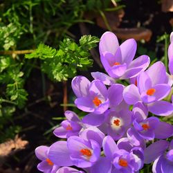 Close-up of purple flowers blooming outdoors