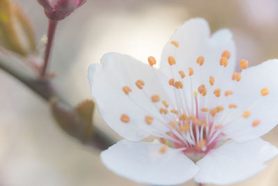 Close-up of white rose flower