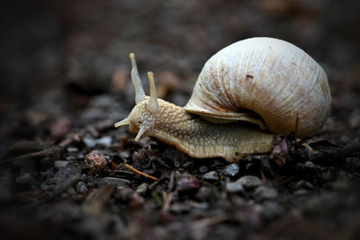 Close-up of snail on field