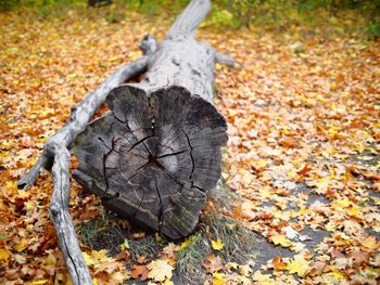 Close-up of fallen leaves on field