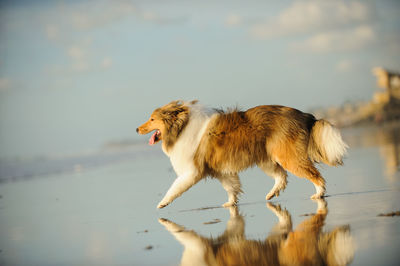 Shetland sheepdog on shore at beach against sky