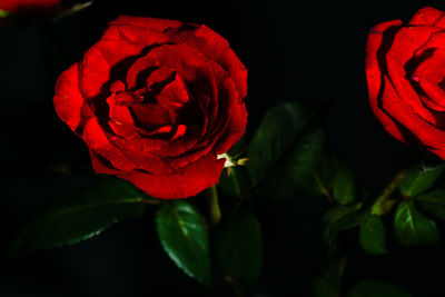 Close-up of red rose against black background