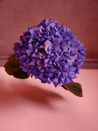 Close-up of purple flowers on table