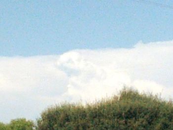 Trees against cloudy sky