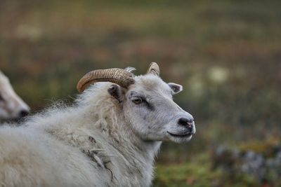 Close-up of sheep on land