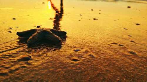 Close-up of starfish on beach