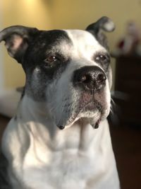 Close-up portrait of dog