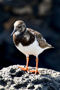 Close-up of bird perching on rock