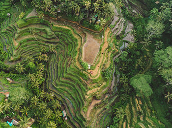 High angle view of agricultural field