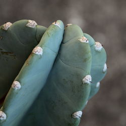 Close-up of succulent plant