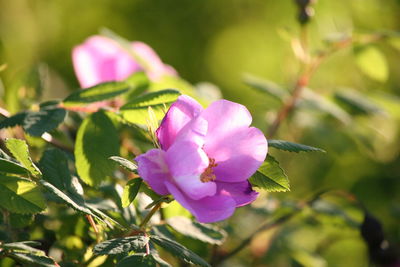 Close-up of pink flowers