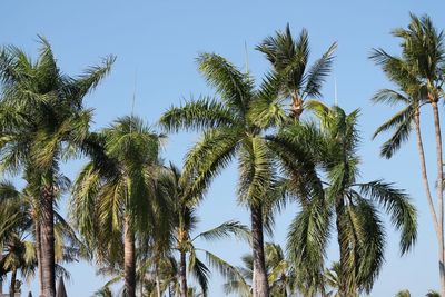 Low angle view of palm trees against blue sky