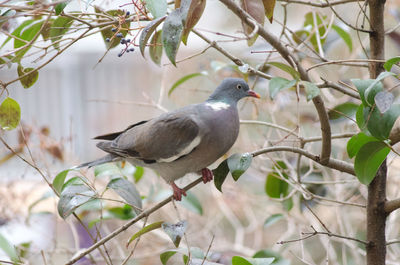 Close-up of bird perching on tree