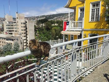 Cat looking away in city