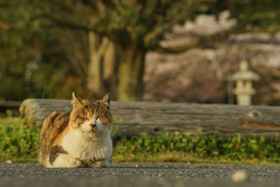 animal