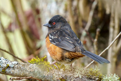 Close-up of bird perching on branch