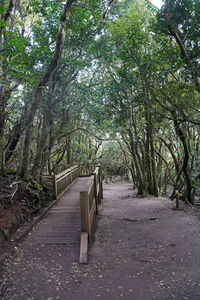 Empty road along trees in forest