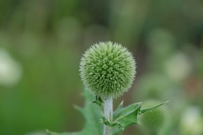 Close-up of green plant