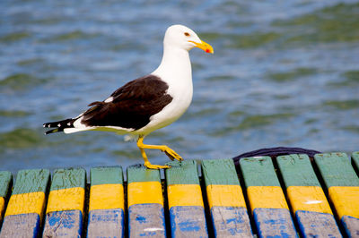 Close-up of bird perching on wood by sea