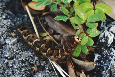 High angle view of insect on leaves