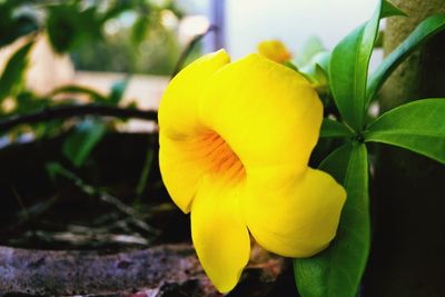 Close-up of yellow flower blooming outdoors