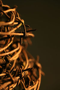 Close-up of plant against black background