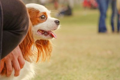 Close-up of hand holding dog