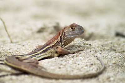 Close-up of lizard on rock