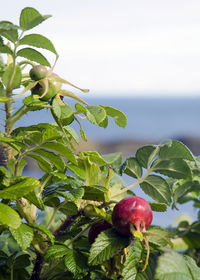 Close-up of leaves on plant