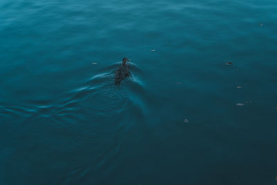 High angle view of bird swimming in sea