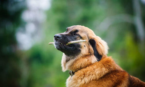 Close-up of dog holding stick