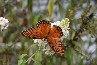 Close-up of butterfly pollinating flower