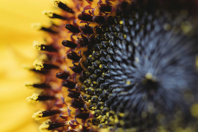 Close-up of yellow flowering plant