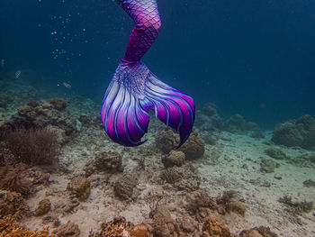 Colorful mermaid tail in the shallow reef