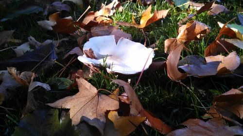 Autumnal leaves on field