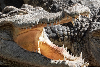 Close-up of crocodile