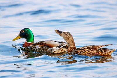 Duck swimming in a lake