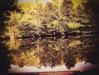 Reflection of trees in water