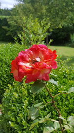 Close-up of red flowers