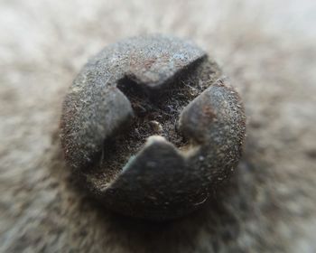 Macro shot of insect